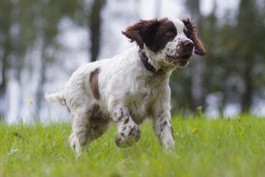 Eight top facts about the springer spaniel