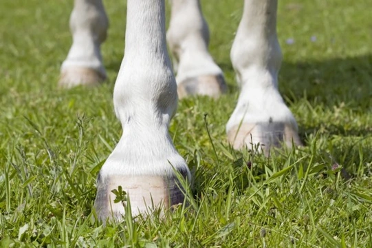 Common Conditions of the Equine Foot