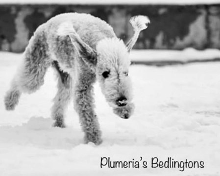 Le cure del Bedlington Terrier e i viaggi