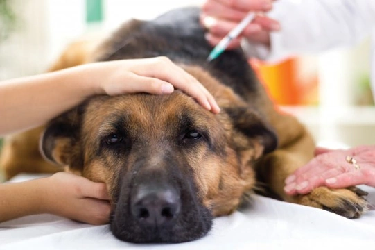 Are there any downsides to vaccinating dogs?