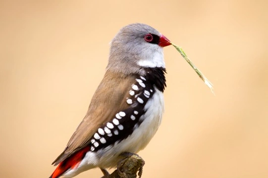 The Firetail Finch Family