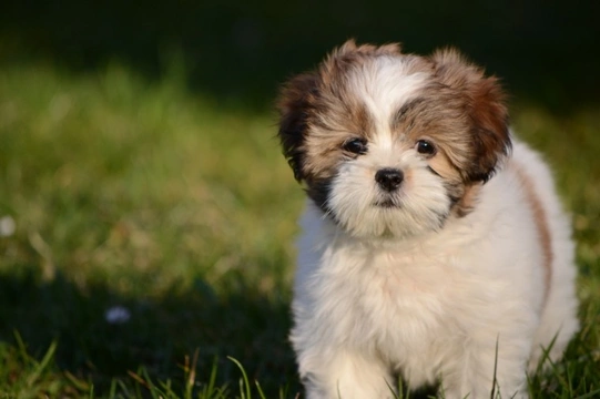 Lhasa apso hot sale dog