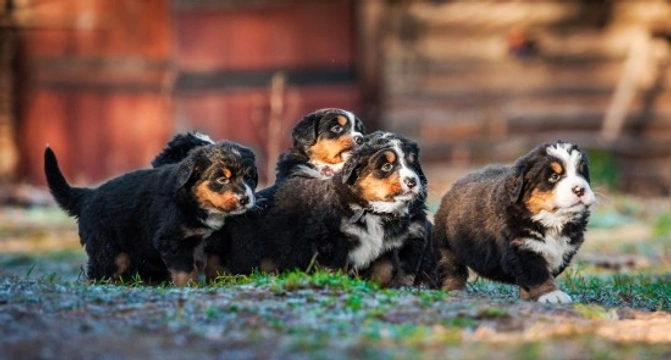 Health Issues More Commonly Seen in the Bernese Mountain Dog
