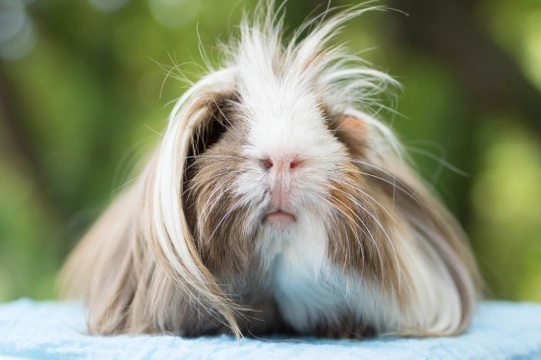 Peruvian store guinea pig