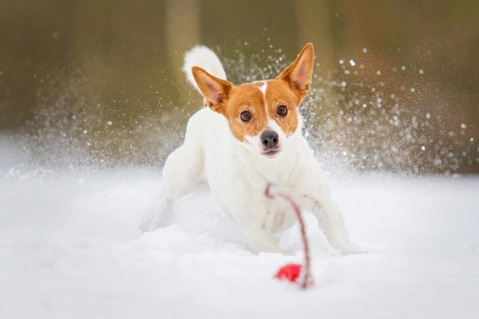 Recognising Hypothermia In Dogs
