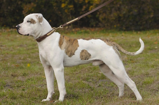 Why is the American bulldog becoming so popular?