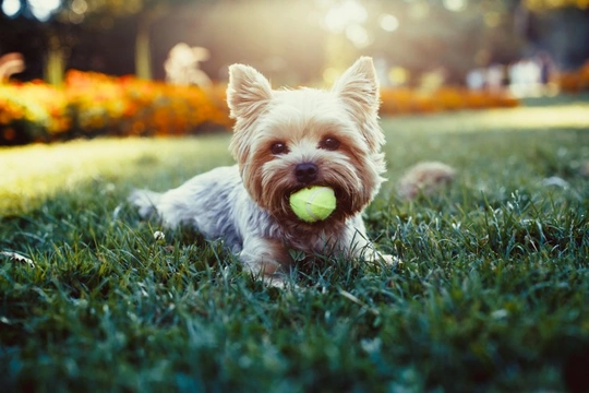 Is a Yorkshire terrier the right dog for you?