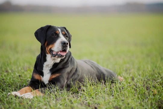Swissy Lick and Splenic Torsion in the Greater Swiss Mountain Dog