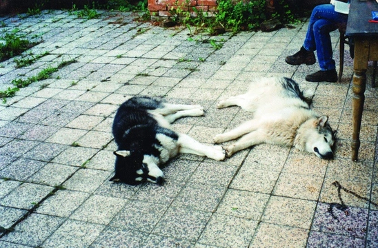 Psí konverzace – část 18. Klíč k tajemství psího jazyka – Peklo stresu