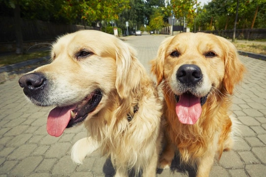 Can dogs recognise their own relatives?