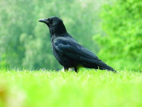 Měkkožraví chovanci našich voliér, Pěvci (Passeriformes) 7, Krkavcovití (Corvidae) 4