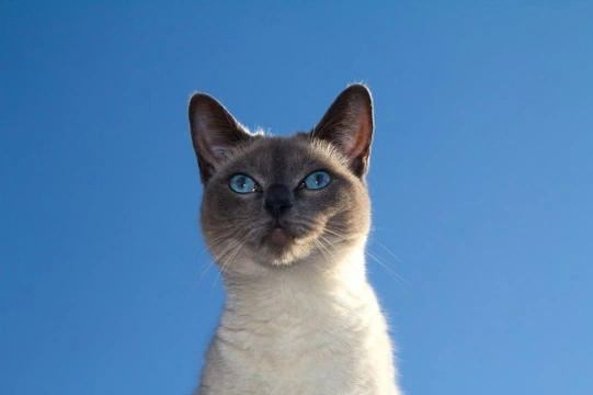 Is a Siamese cat the right pet for you?