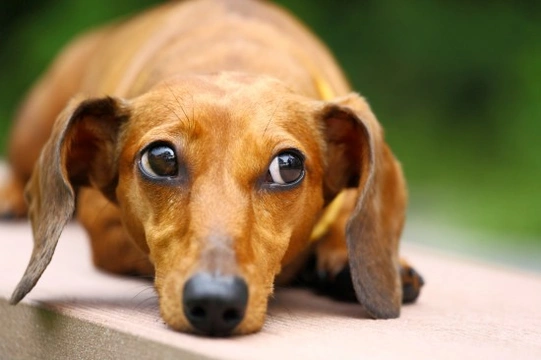 Dachshund or “sausage dog” health and wellness considerations
