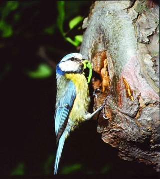 Sýkora modřinka – Parus caeruleus, Linnaeus, 1758