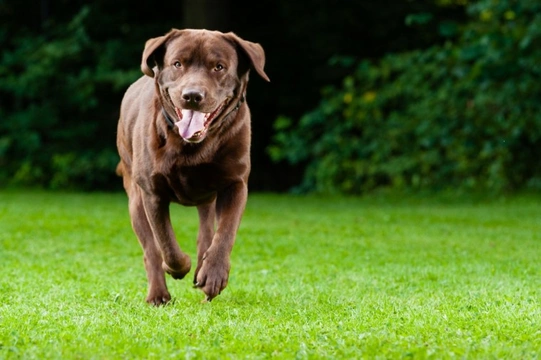 Six things you can do to help keep your dog’s heart healthy for life