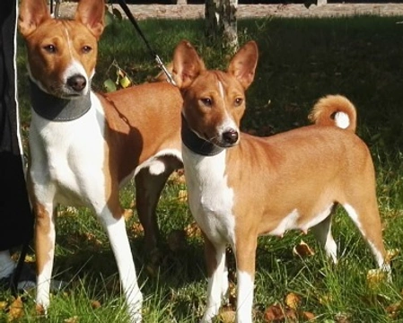 Il Basenji non abbaia: perché?