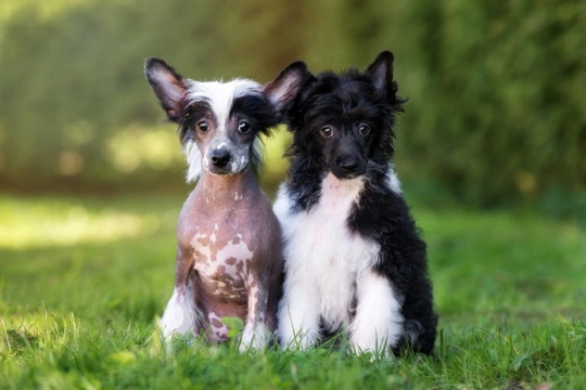 Chinese crested powder puff best sale for sale