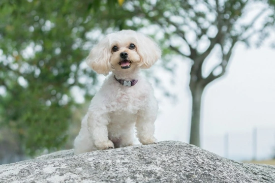 10 things you need to know about the Shihpoo before you buy one