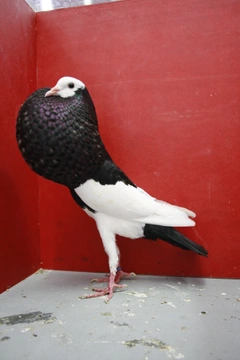 Voláč elstr – nejznámější holubi 40