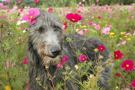 More information on the Scottish deerhound dog breed