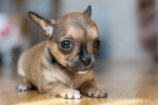 Why do Chihuahuas and other small dogs shiver ?