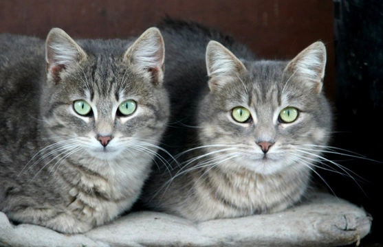 Copy cats - Different behaviours cats can learn and exhibit through mimicry