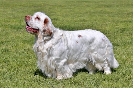 What's the difference between a Clumber Spaniel and a Brittany Spaniel