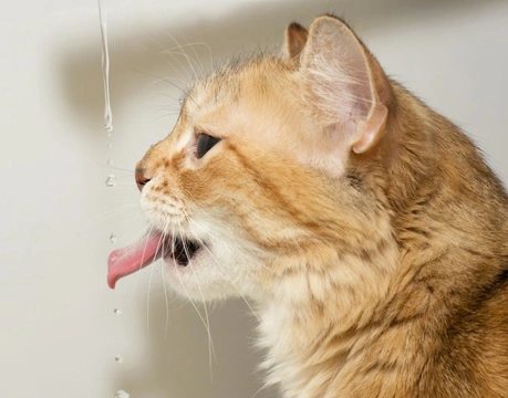 Making Sure Older Cats Drink Enough Water to Support Kidney Function