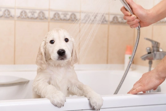 Allergy shampoos for dogs - Ingredients to avoid