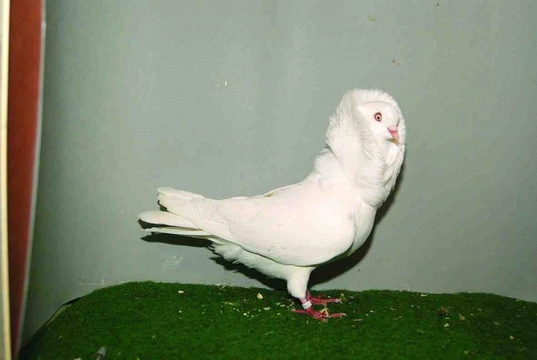 Nejznámější holubi 16 Staroholandský kapucín