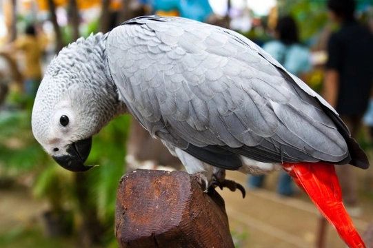 African Grey Parrots – Wonderful Talking Birds