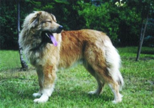 Kavkazský pastevecký pes (Kavkazský ovčák)