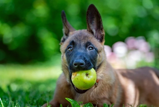 Is it ok if your dog eats windfall fruit?