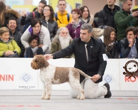 La coda del Lagotto e le sue specificità