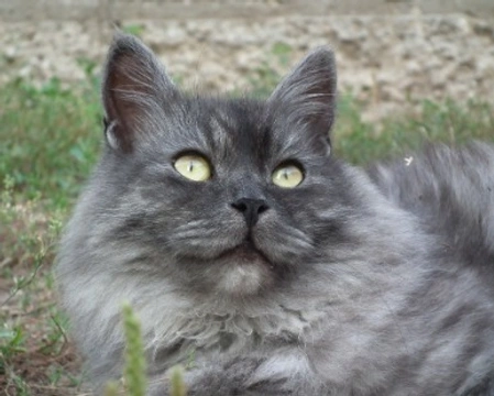 Gatti Siberiani: sono anallergici? Ecco carattere e mantello