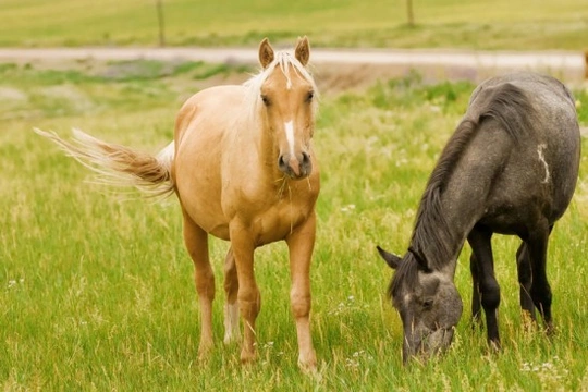 Would Your Horse Make The Perfect Companion?