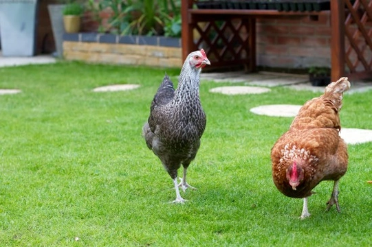 Top Tips for First-Time Chicken Owners