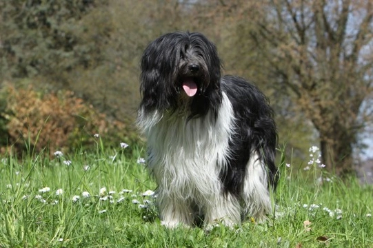 The Schapendoes –  The Lovely Dutch Sheepdog