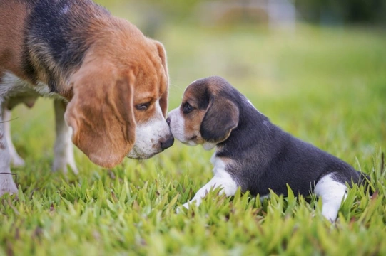 Are Beagles hard to train?