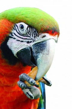 Zkušenosti se škubáním papoušků