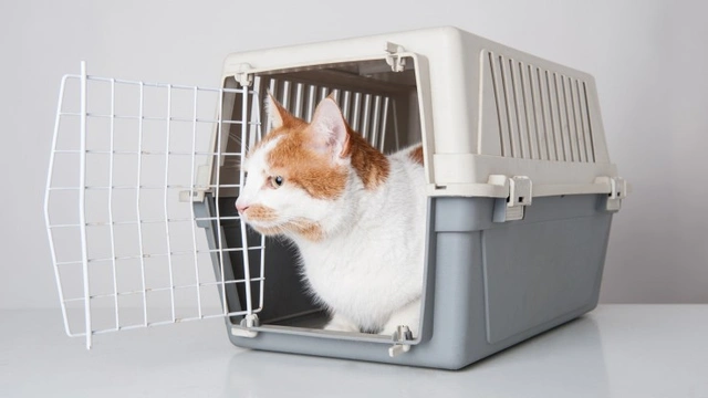 Seven common mistakes cat owners make when transporting their cats