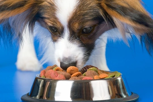 Six good reasons for feeding the right diet for your dog’s age