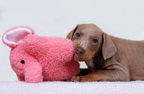 Tips on Coping With Puppy Teething Problems