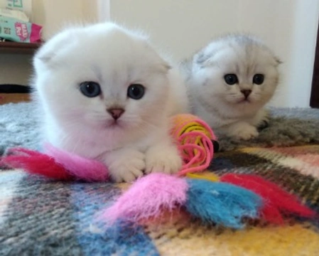 Scottish fold and straight