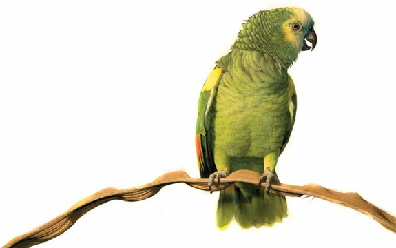 Papouškovy drápky, zobák a oštipování