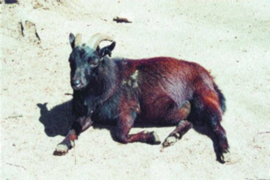 Kamerunská koza