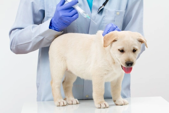 Puppy store vaccinations uk