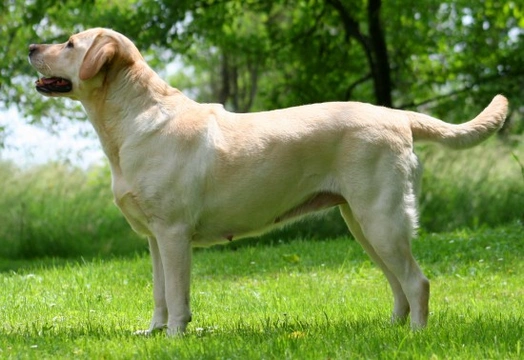 The role of breed clubs in the improvement of pedigree dog breeds