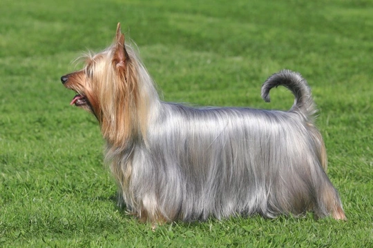 Five interesting facts about the silky terrier