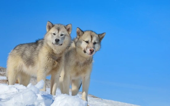 More information on the Greenland dog